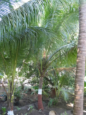 coconut tree